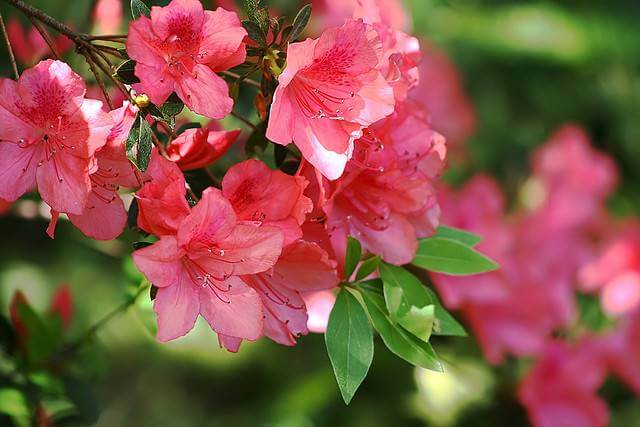 Azaleas