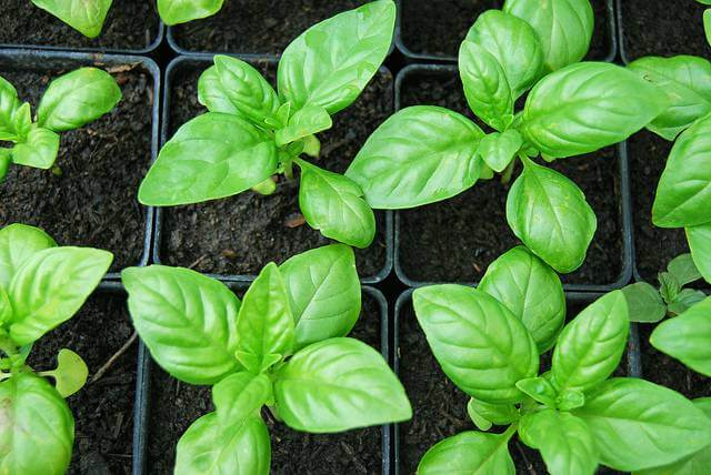 Basil Plant