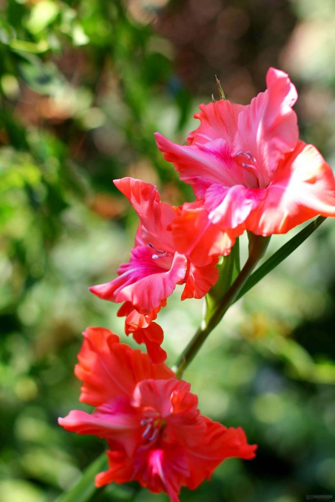 Red Gladioli