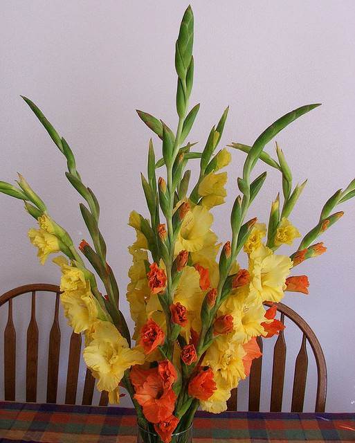 Colorful Gladioli blooms