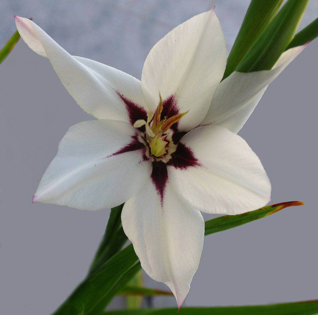 Be ‘Gladiolus’: It’s August’s Birth Flower!