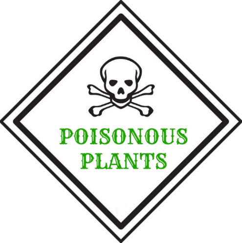 Beware These Poisonous Plants That Grow In Your Yard