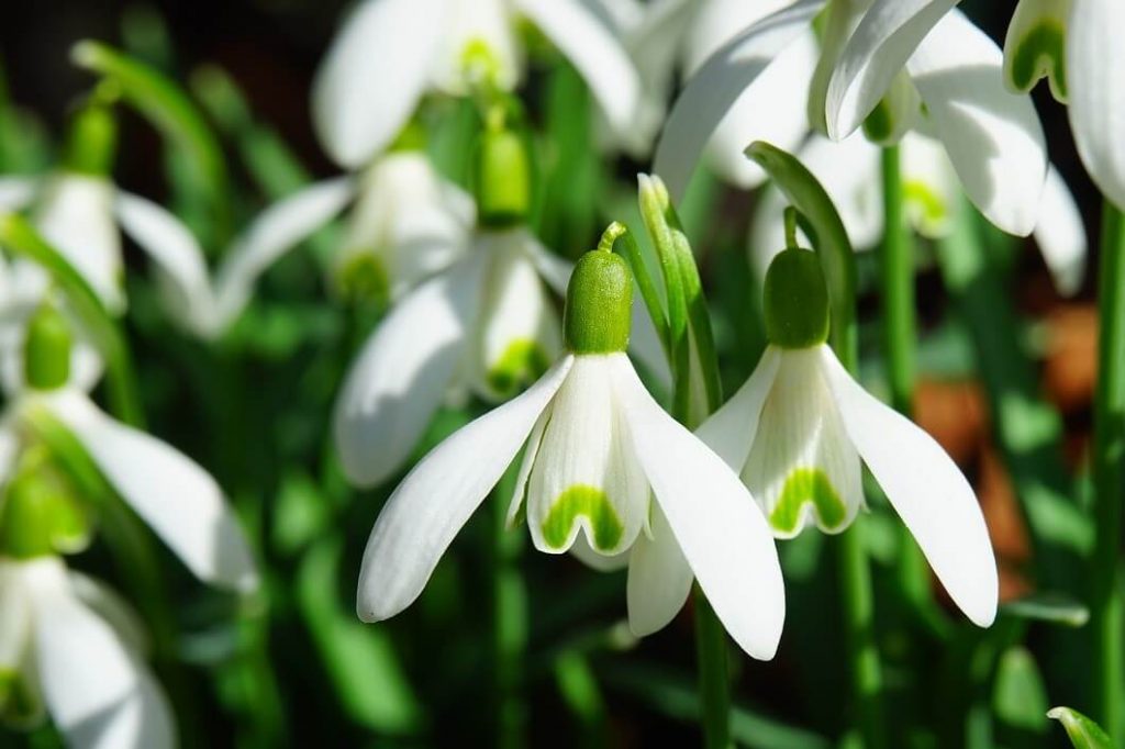 Lilly of the valley