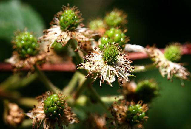 Blackberry Blooming