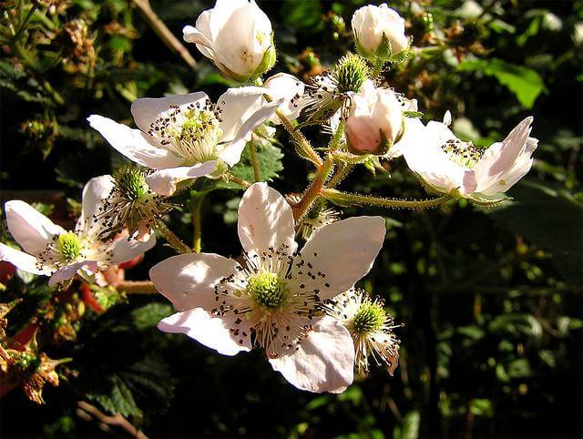 Blackberry Flower