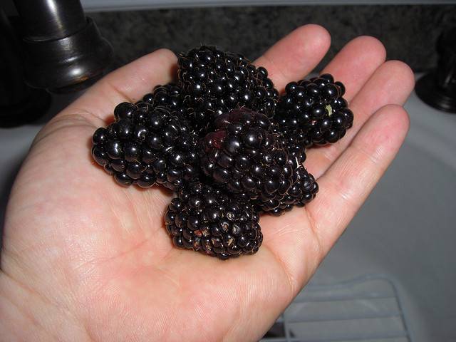 Blackberry