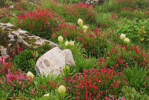 Brahma Kamals and Red Flowers