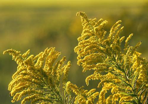 Branches full of Pollen