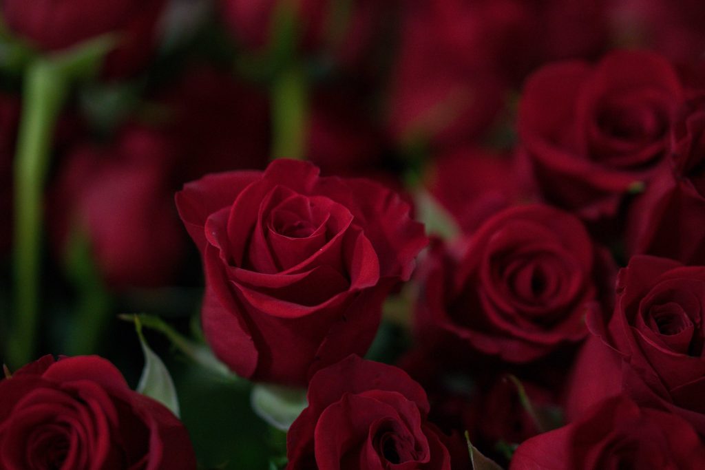 Bunch of Red Roses