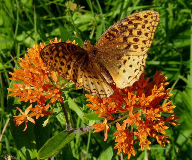 Butterfly Weed