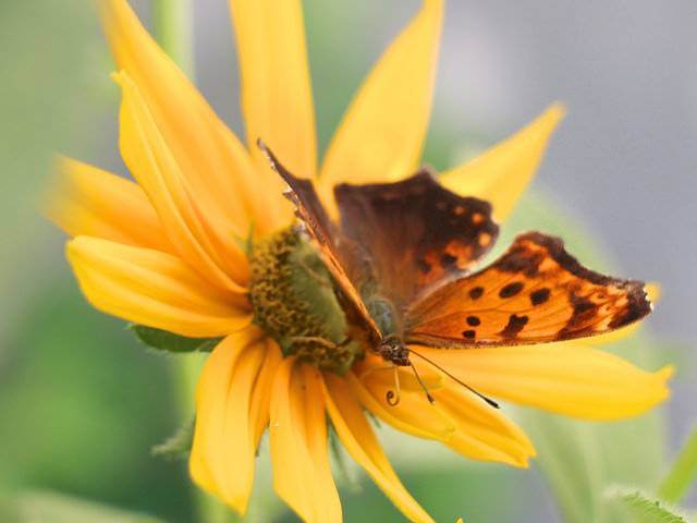 Butterfly on Sunflower