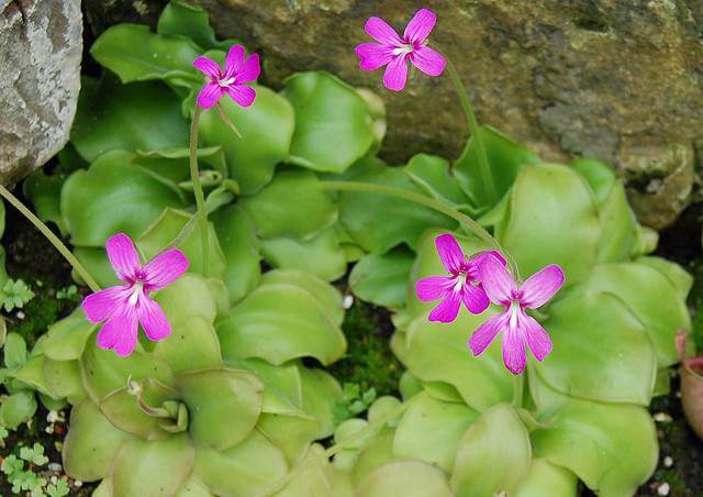 Butterwort