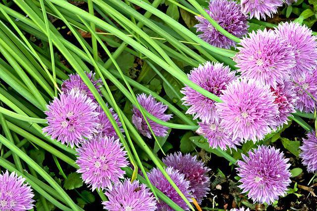 Chives Plant