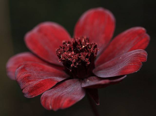 Chocolate Cosmos