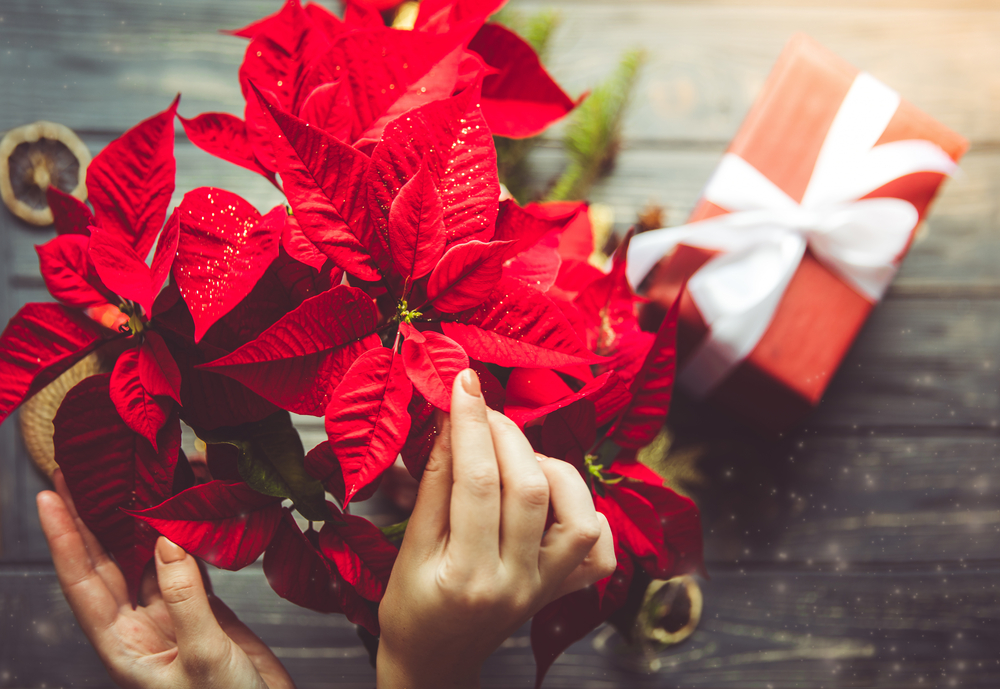 Christmas Amaryllis Plants