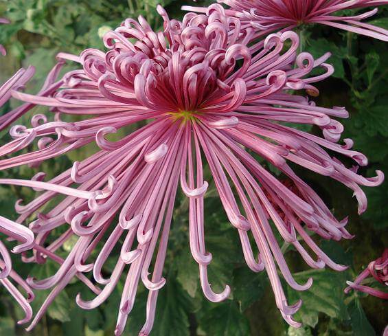 Chrysanthemums