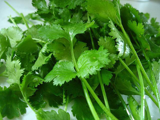 Cilantro Plant