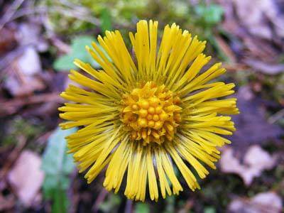 Colt's Foot