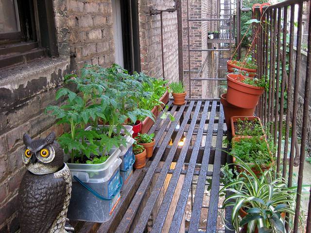 Container Garden 2