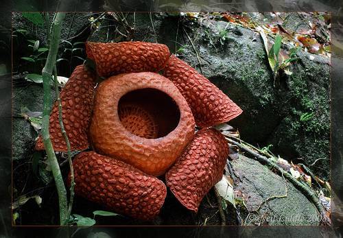 Corpse Flower