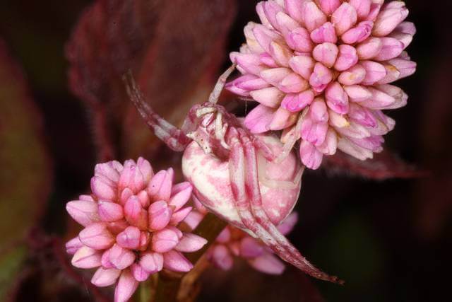 Creatures Disguised as Flowers