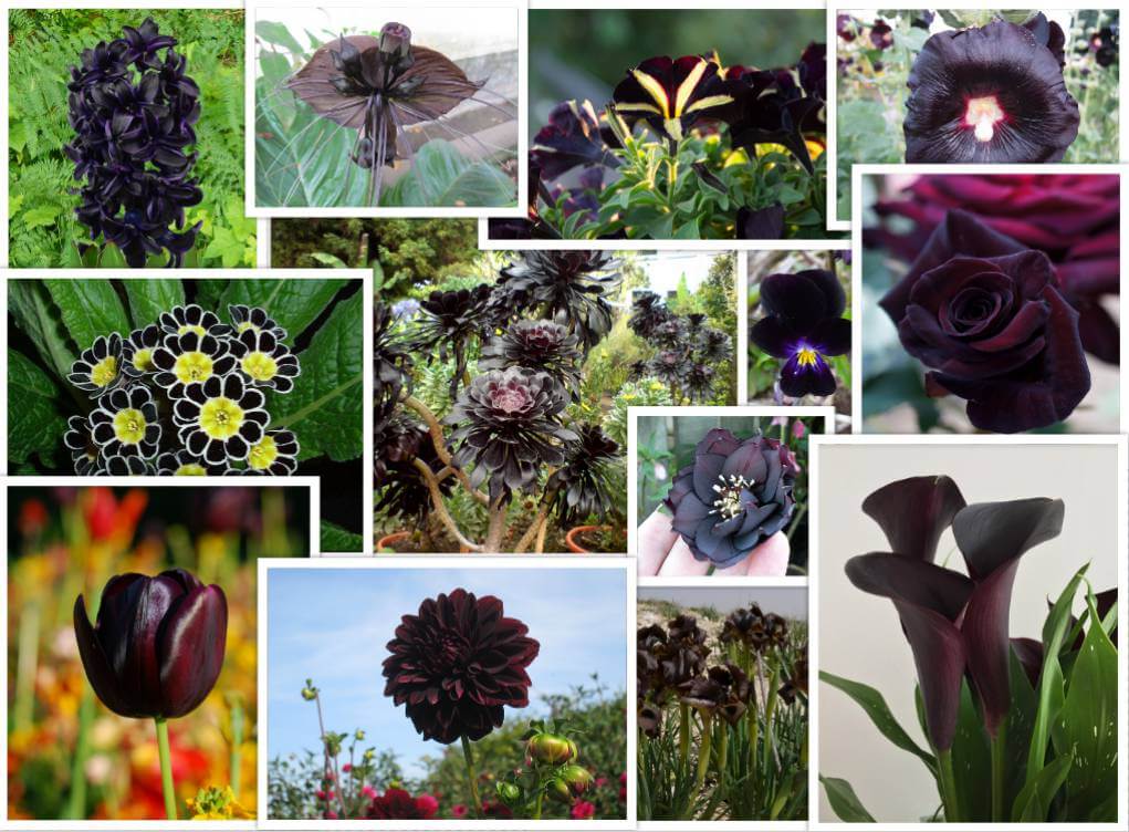 Create a Spooktacular Garden With These 13 Black Blooms - Avas Flowers