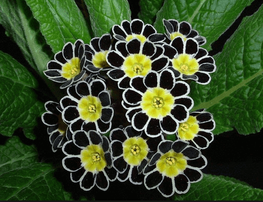 Silver-Laced Primrose