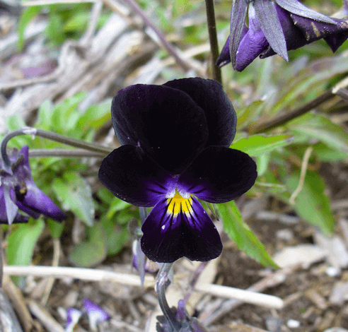 Black Pansies