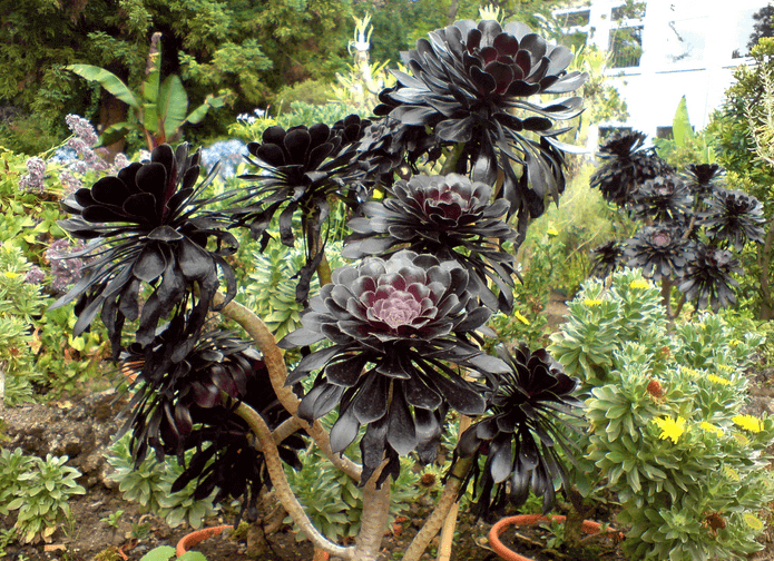 Aeonium Arboreum