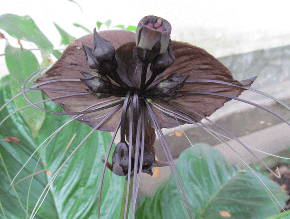 Bat Flower