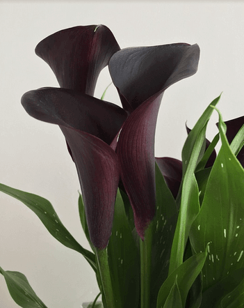 Calla Lily