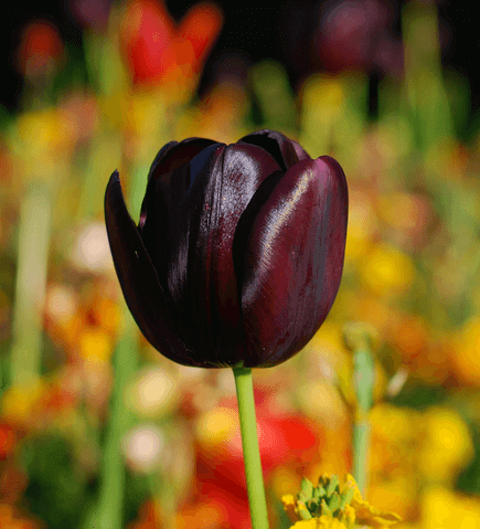 Tulip