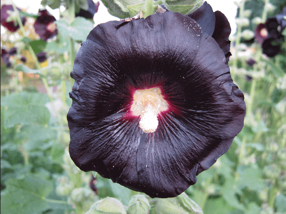 Hollyhock