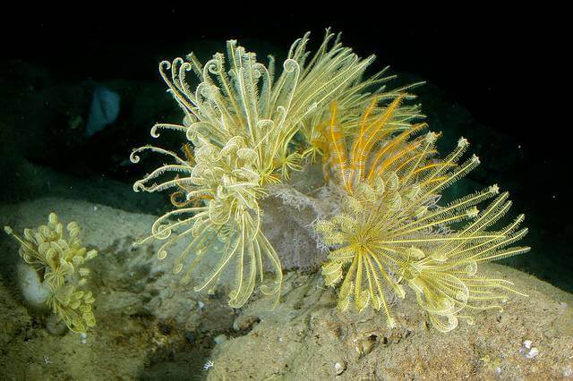 Crinoids