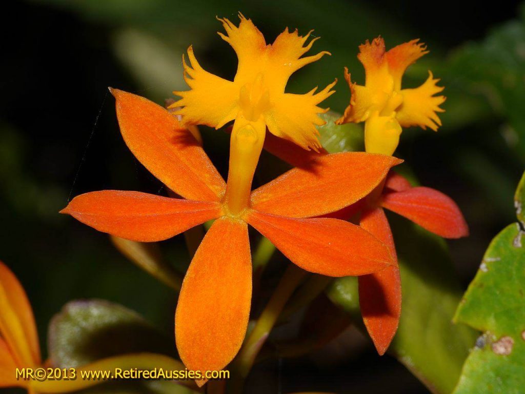 Crucifix Orchid