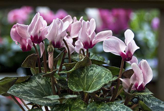 Cyclamen