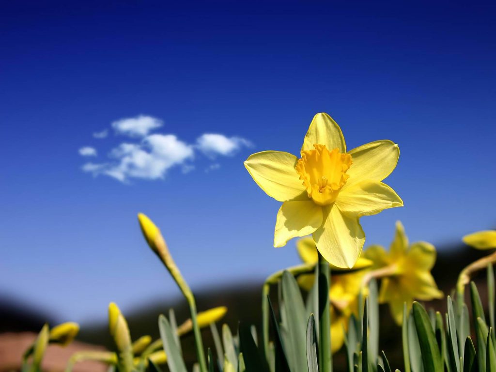 Daffodil and Clear sky