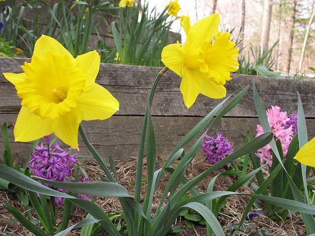 Celebrating Spring's First Flower: The Daffodil - Avas Flowers