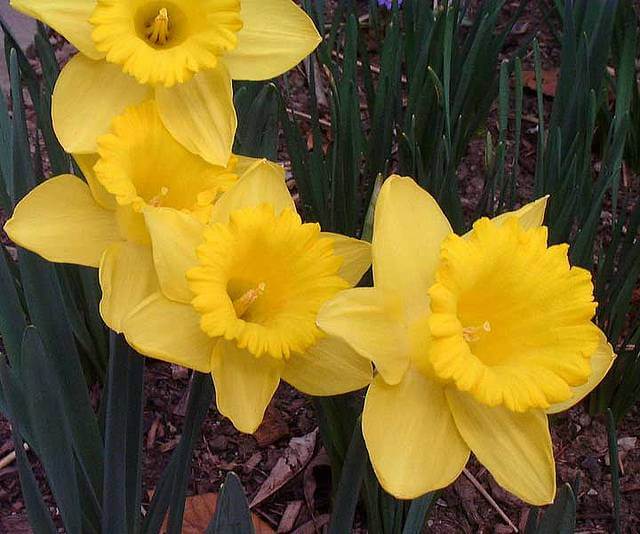 Daffodils