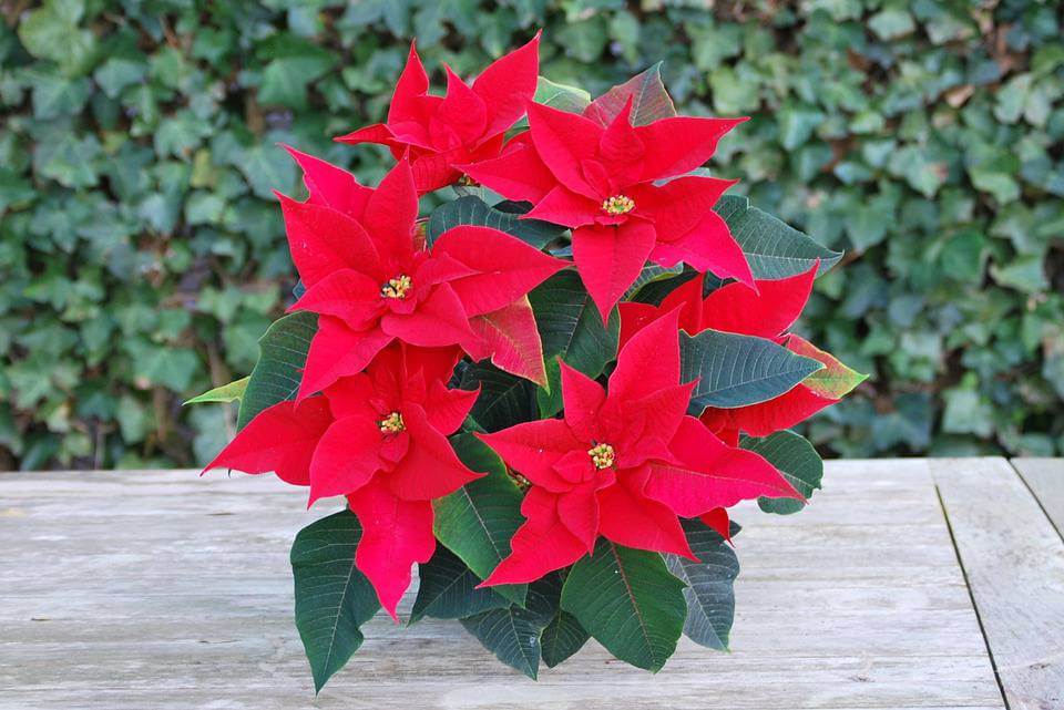 Red Poinsettia 1