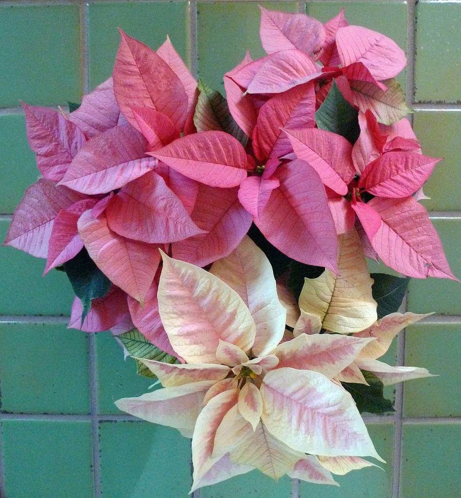 Colored Poinsettias