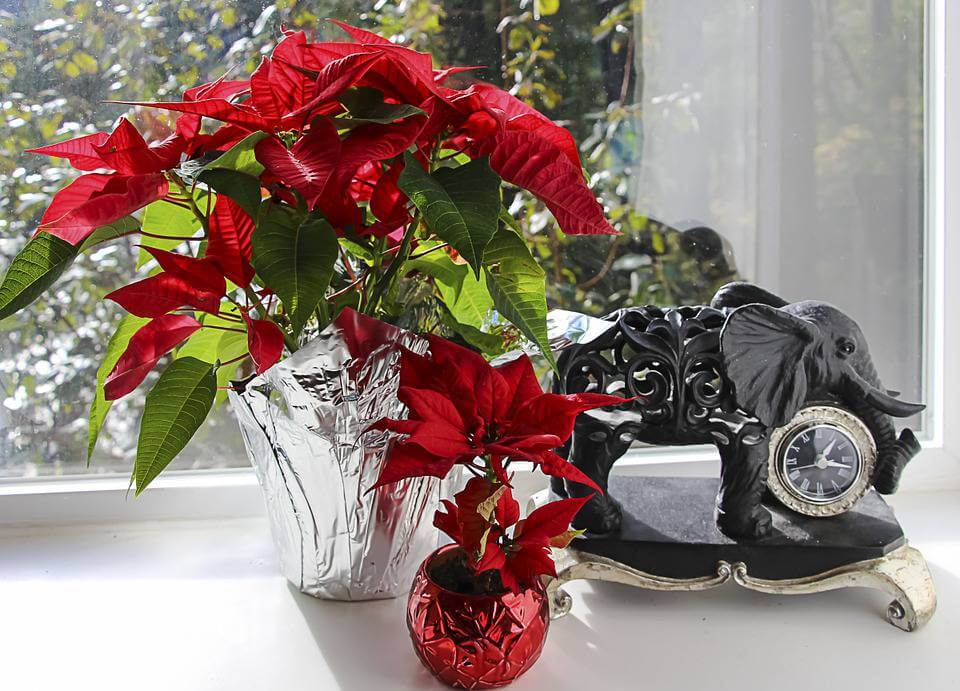 December’s Birthflower: The Festive Poinsettia