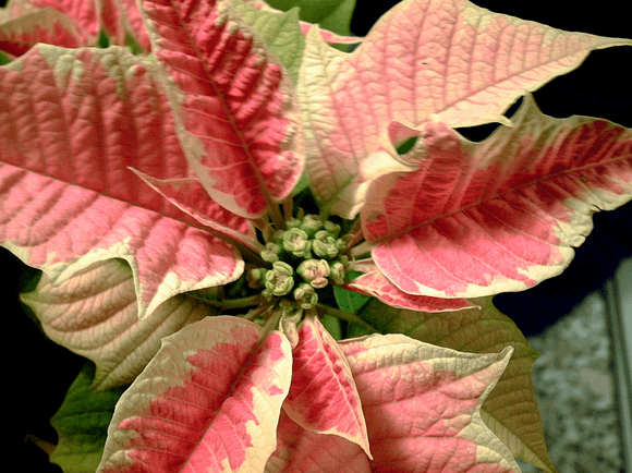 December’s Birthflower: The Popular Poinsettia