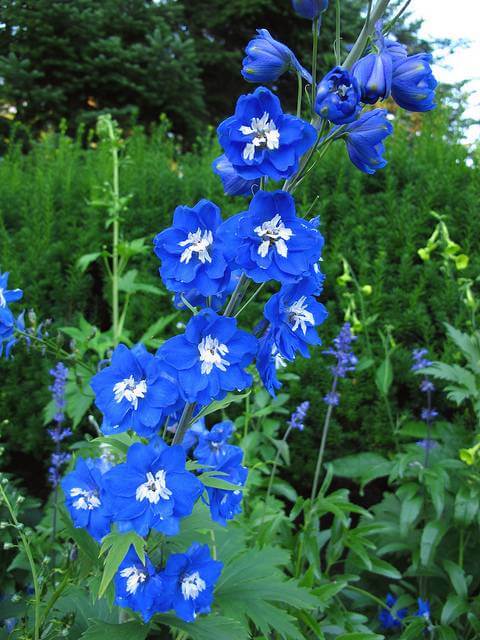 Delphinium