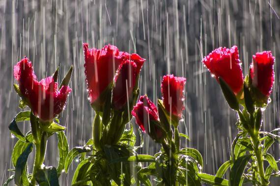 Flowers and rain