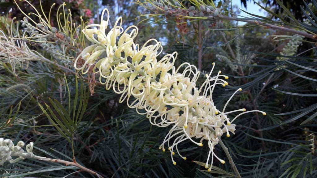 Grevillea Moonlight flower