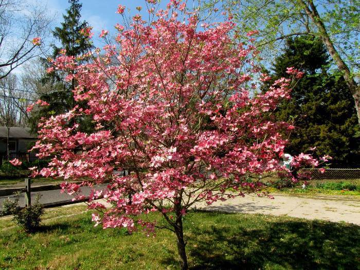 Dogwood Tree