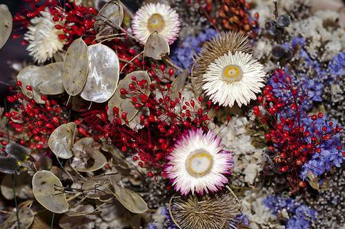 Dried Flowers