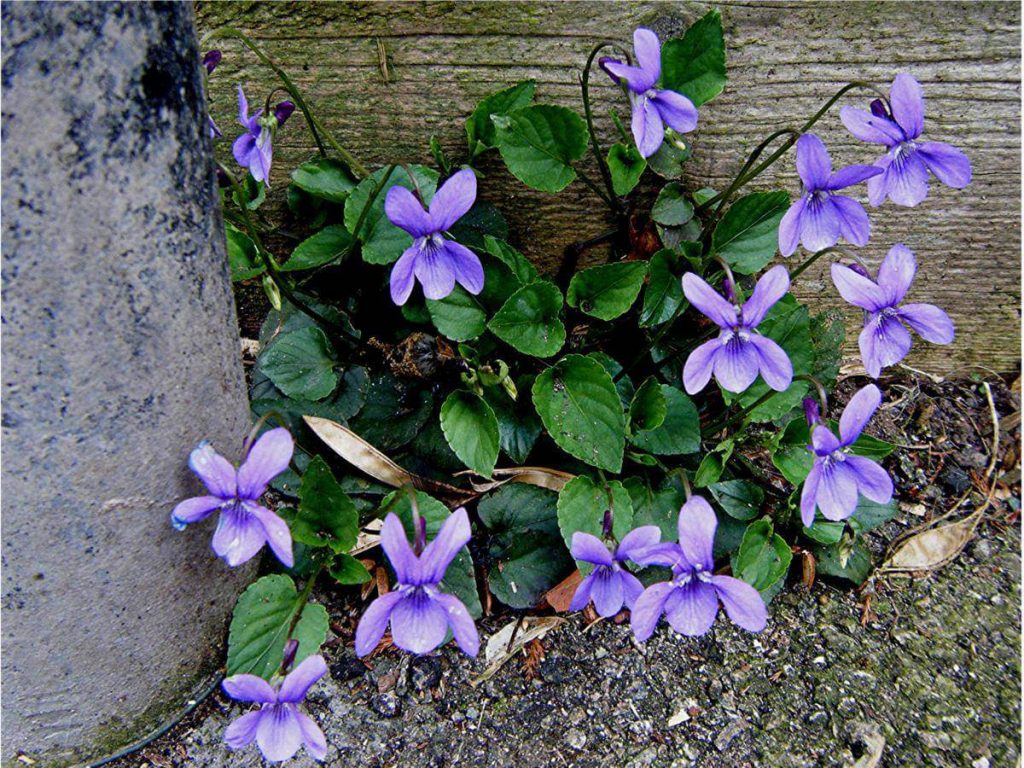 Early Dog Violet