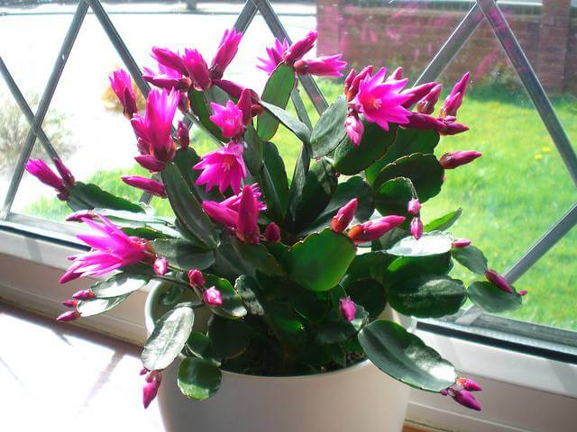 Easter Cactus